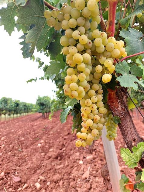 Tempranillo Blanco: A Rising Star in Rioja - SOMM TV Magazine