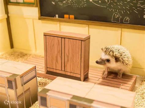 Hedgehog Cafe Experience in Shibuya Tokyo