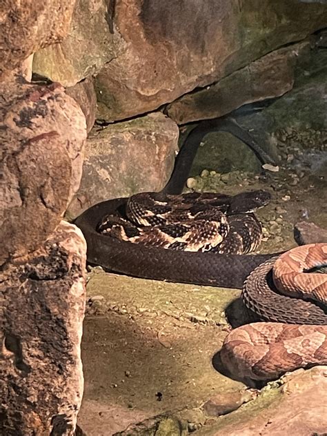 What is this snake [West Virginia] : whatsthissnake