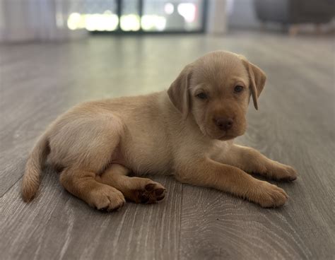 labrador retriever morayfield petsforhomes