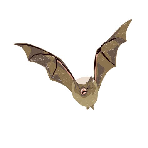 Your Backyard in Focus | NatureServe