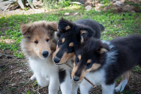 Criadores de Rough Collie - Pastor escocés