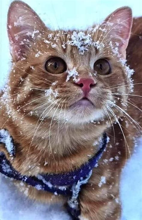 Pin by 📌♥️🌹🍃🌹🍃🌹♥️📌 on ANIMALS | Cute cats, Cute cats and kittens ...