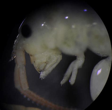 Can anyone identify these amphipods? | ResearchGate