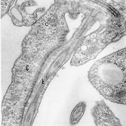 (PDF) A Short Review on the Morphology of Trypanosoma cruzi: From 1909 ...