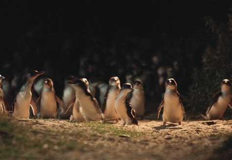 Phillip Island Nature Parks