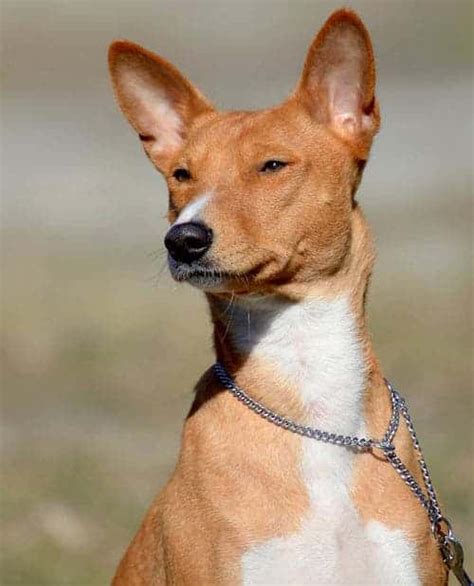 Basenji Chihuahua Mix Characteristics - Pets Lovers