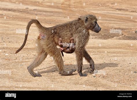 Baboon (Papio ursinus Stock Photo - Alamy