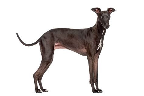 Italian Greyhound (character, nutrition, care)