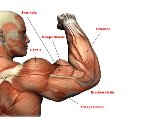 Triceps And Biceps Anatomy