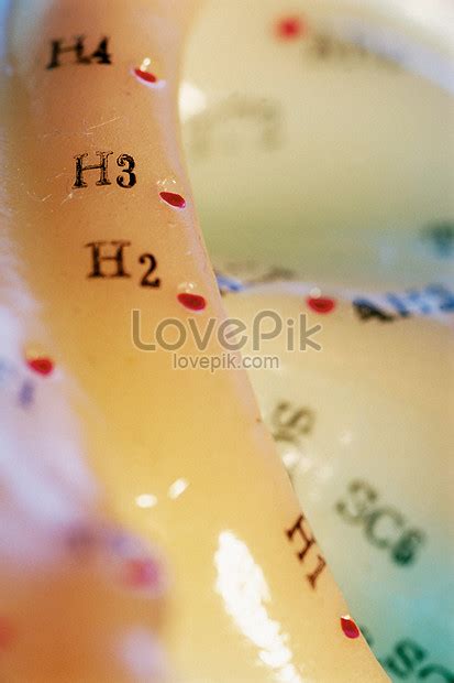 acupoint picture  hd     lovepik