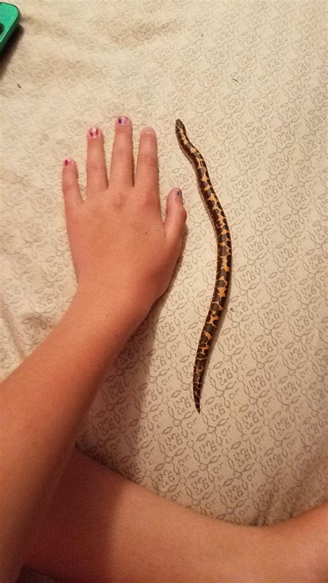 My new snake. She's a Kenyan sand boa and she's adorable : r/snakes