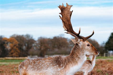 A deer with antlers photo – Free Uk Image on Unsplash