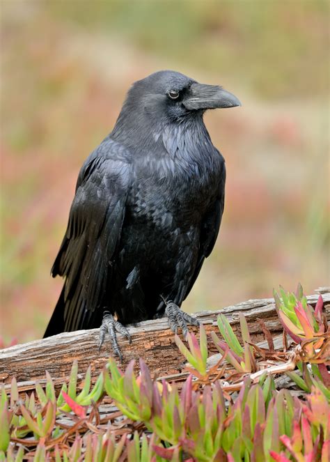 Meet the Common Raven — Sacramento Audubon Society