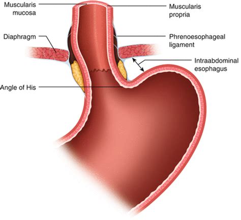 Esophagus Sphincter Anatomy