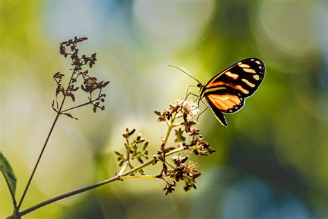 Images Gratuites : Costa Rica, Papillons et papillons, insecte, Cynthia