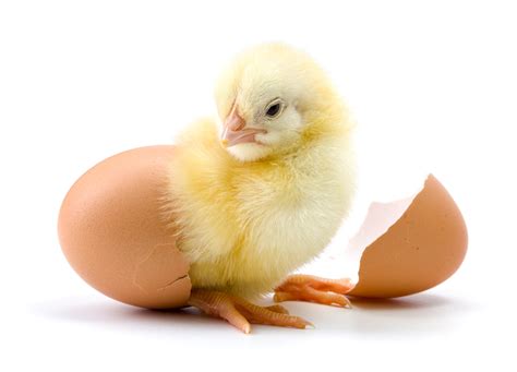 How do you tell if a baby chick is female or male? - My Pet Chicken