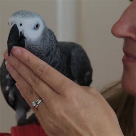 How Many Words Can an African Grey Parrot Learn?