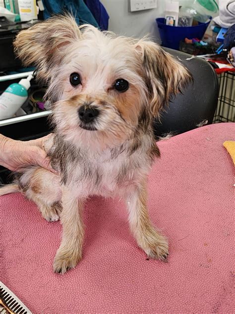 Pampered Pet Grooming | Rockford IL