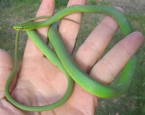 Rough Green Snake Pet