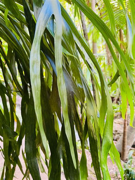 Serengeti – Palm Bee