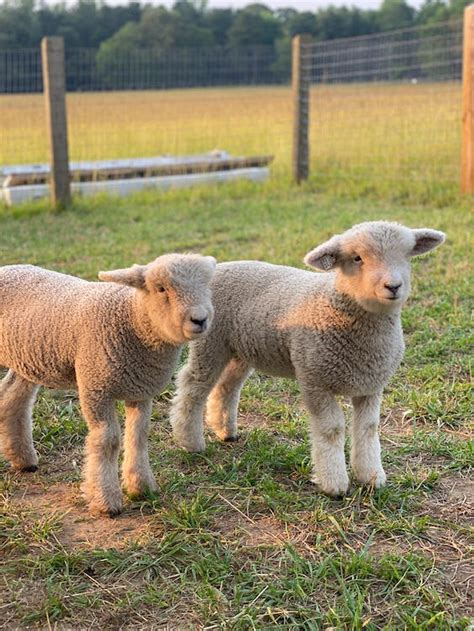 Close-up of Little Lambs in the Pasture · Free Stock Photo