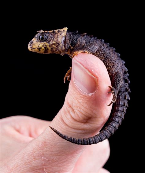 Red Eye Crocodile Skink Care Guide | Outback Reptiles | Creative Saplings