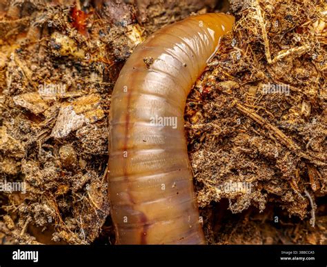 detailed close  photograph    earthworm  organic soil