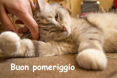 Buon pomeriggio con gatti: immagini con gattini e cagnolini