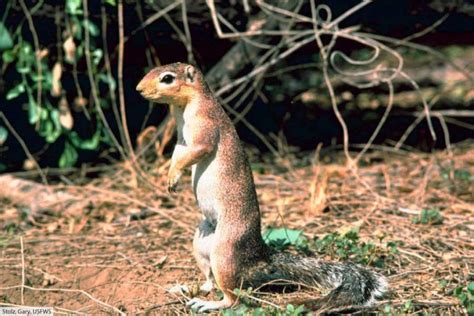 African Ground Squirrel Facts: Discover Species In The Genus Xerus