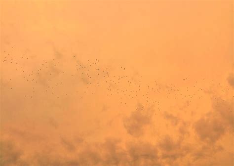 premium photo flock  birds flying  sky  sunset