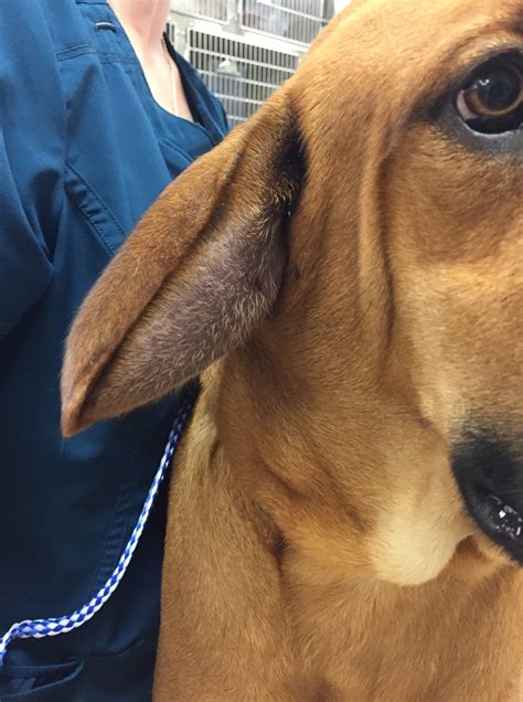 What Can I Do For My Dogs Ear Hematoma