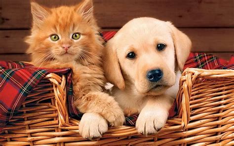 Cute Kitten And Puppy Wallpapers