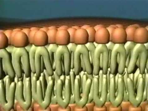 Fluid Mosaic Model of the Cell Membrane - YouTube