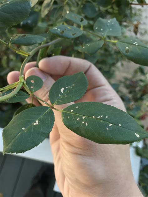 What Causes White Spots On Rose Petals at Timothy Mears blog