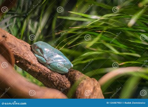 Chinese Gliding Tree Frog in Aquarium in Berlin Germany Stock Image ...