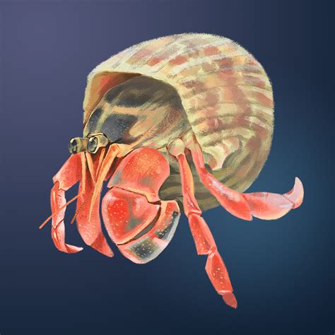 Hermit Crab Species :: Behance