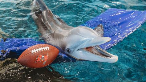 Clearwater Marine Aquarium | Visit St Petersburg Clearwater Florida
