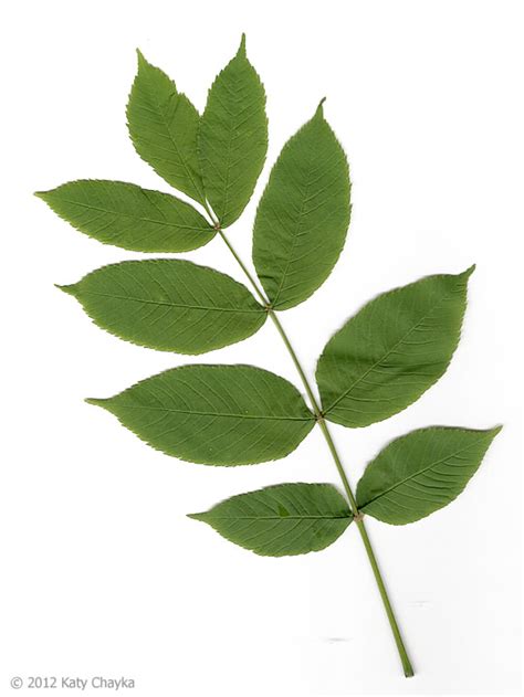 fraxinus nigra black ash minnesota wildflowers