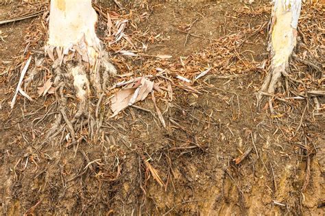 root rot stock  images  backgrounds