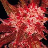 red jack auto una variedad autofloreciente  dominancia sativa