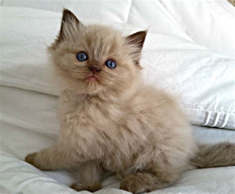 Cinnamon Colored Kittens at Toni Esser blog