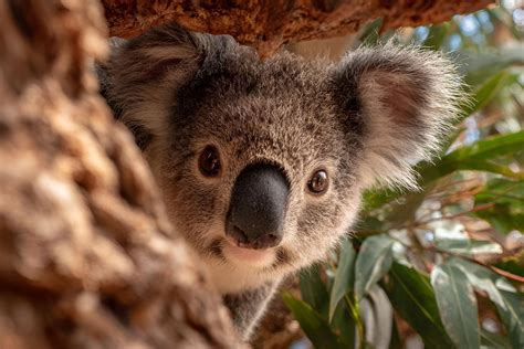 11 Spannende und kuriose Fakten über Australien