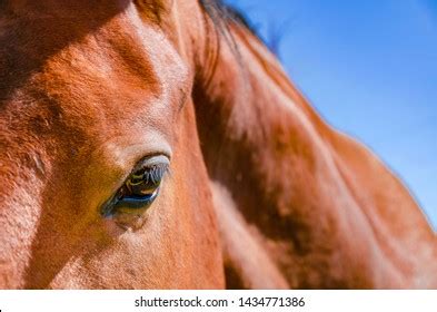 Eye Horse Red Color Close Stock Photo 1434771386 | Shutterstock