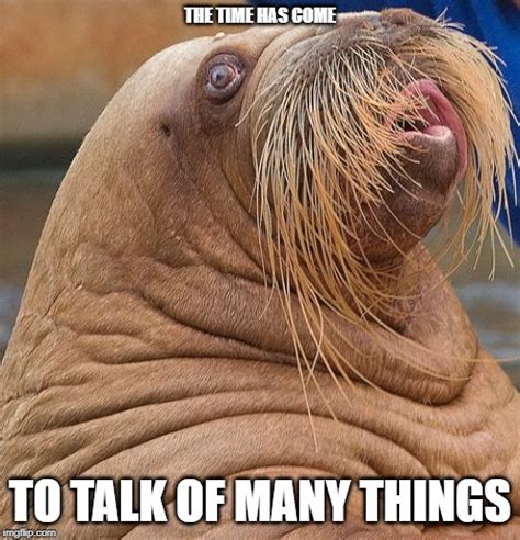 walrus Memes & GIFs - Imgflip