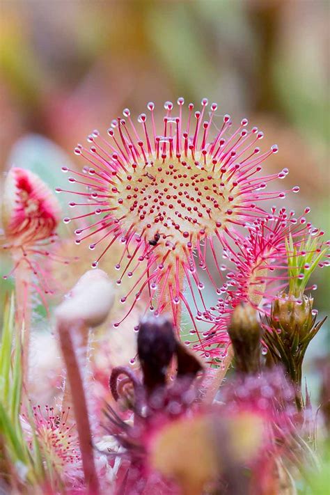 sundew flower
