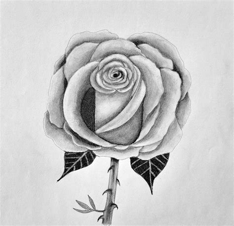 Rose Flower Sketch Step By Step - Infoupdate.org