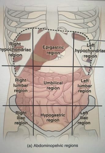 Organs In 9 Epigastric Regions Flashcards | Quizlet