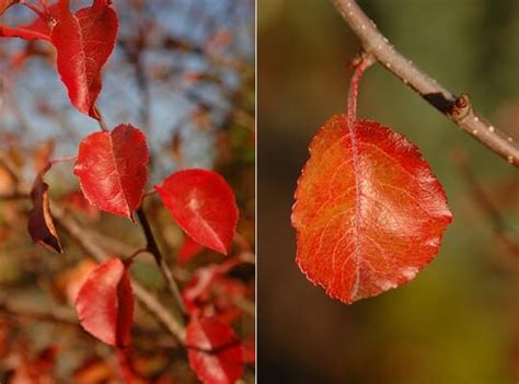 Pyrus 'Korean Sun™' Ornamental Pear - Hello Hello Plants