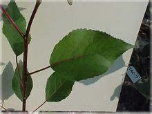 simonii bladsye  wereld ensiklopediese kennis